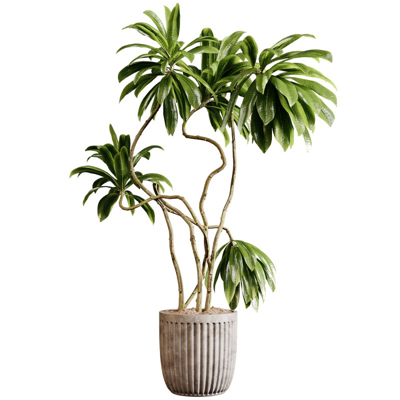 Indoor plants 94- Plant in pot - Image 4