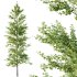 Maidenhair Ginkgo Biloba Tree 10 - Thumbnail 3