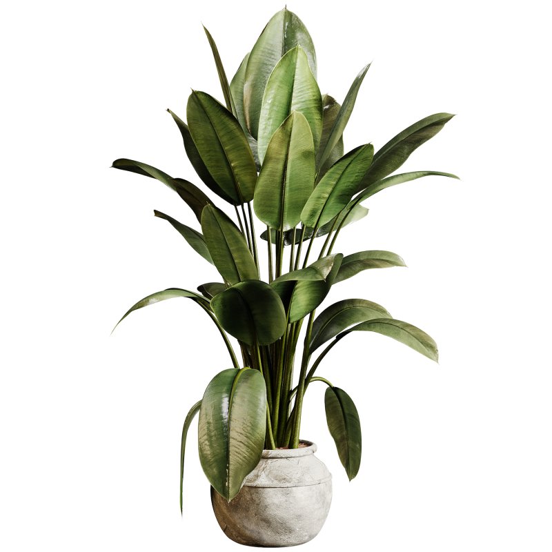 Indoor plants 96 – Plant in pot - Image 2
