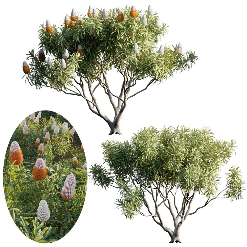 Banksia prionotes – Acorn banksia 02 - Image 1