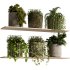 indoor plants – 29 hanging plant in pot - Thumbnail 2