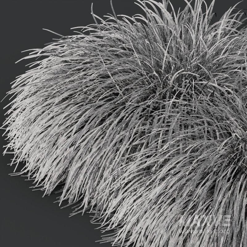 ntal grass native to moist meadows across Europe and western Asia. Its arching lime-yellow blades form dense mounds that shimmer in the light, offering a soft, flowing texture ideal for borders, ground covers, and contemporary garden compositions. - Image 8