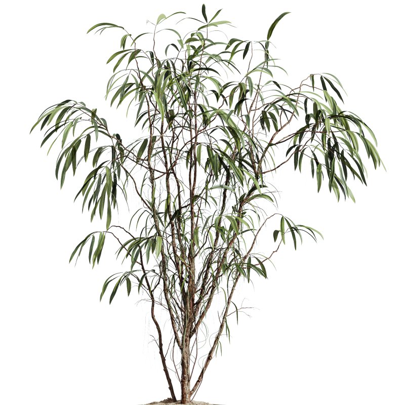 ntal hybrid originally cultivated in Southeast Asia. All models are placed in vertical fluted cylindrical concrete planters with subtle gradient bases, enhancing their architectural clarity and elevating any visual space. - Image 3