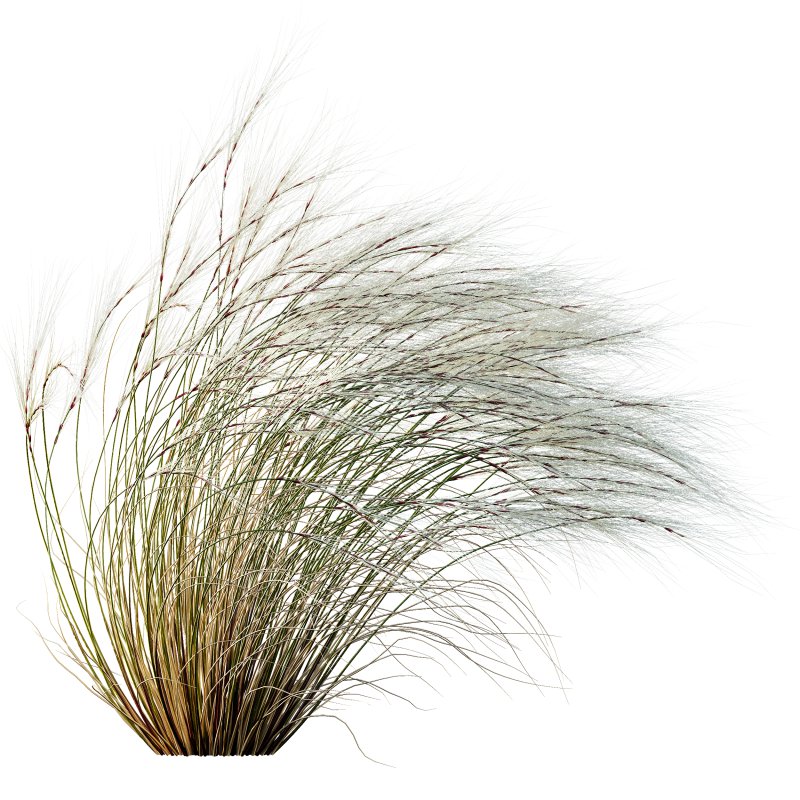AV Stipa Grass Set is a breathtaking collection of elegant ornamental grasses - Image 8