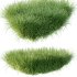 Carex Elata Aurea Grass 02 - Thumbnail 6