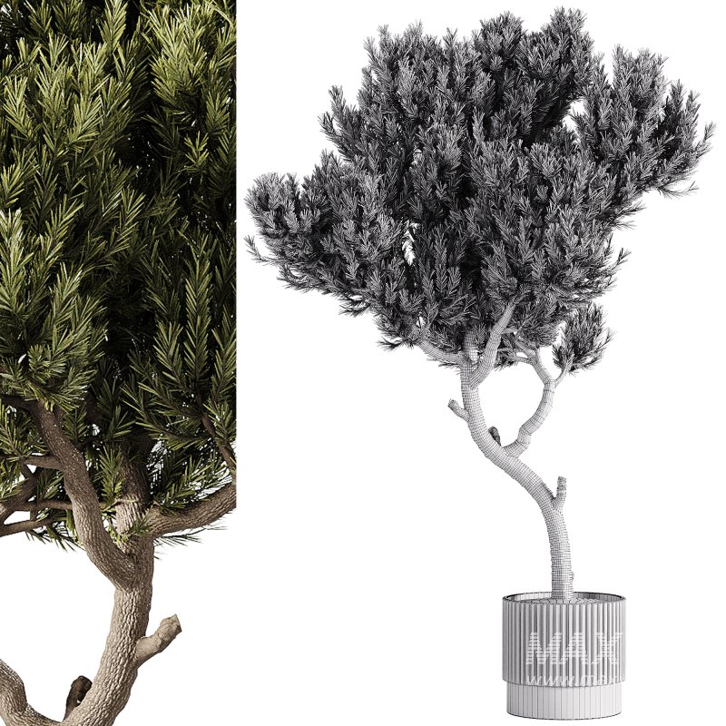 indoor plants – 63 plant in pot - Image 2