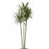 AV Indoor Plants Set 267 Areca Palm and Lemon and Green Sansevieria and Monstera Deliciosa Large Leaf and Olive - Thumbnail 6