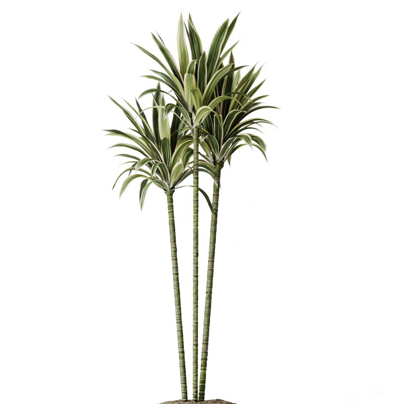 AV Indoor Plants Set 267 Areca Palm and Lemon and Green Sansevieria and Monstera Deliciosa Large Leaf and Olive - Image 6