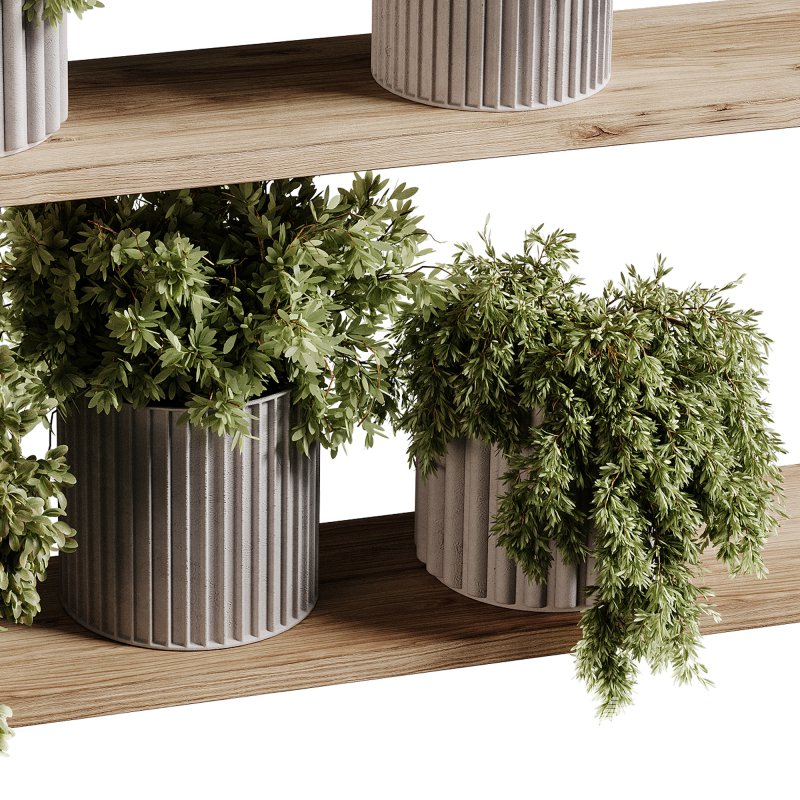 indoor plants 97- Hanging indoor plant - Image 1