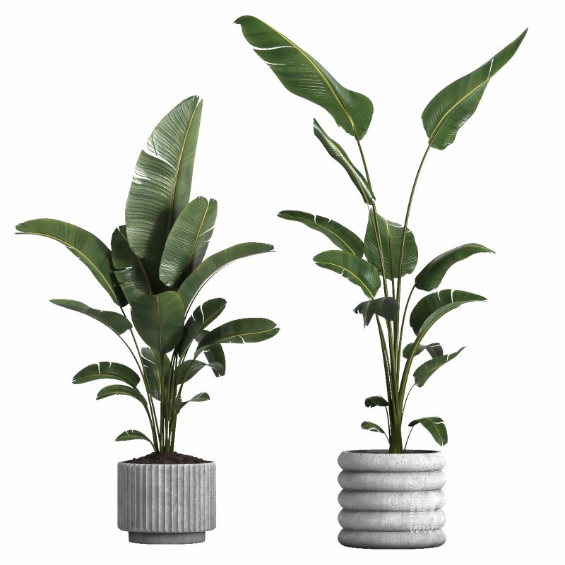 indoor plant 040 - Image 3