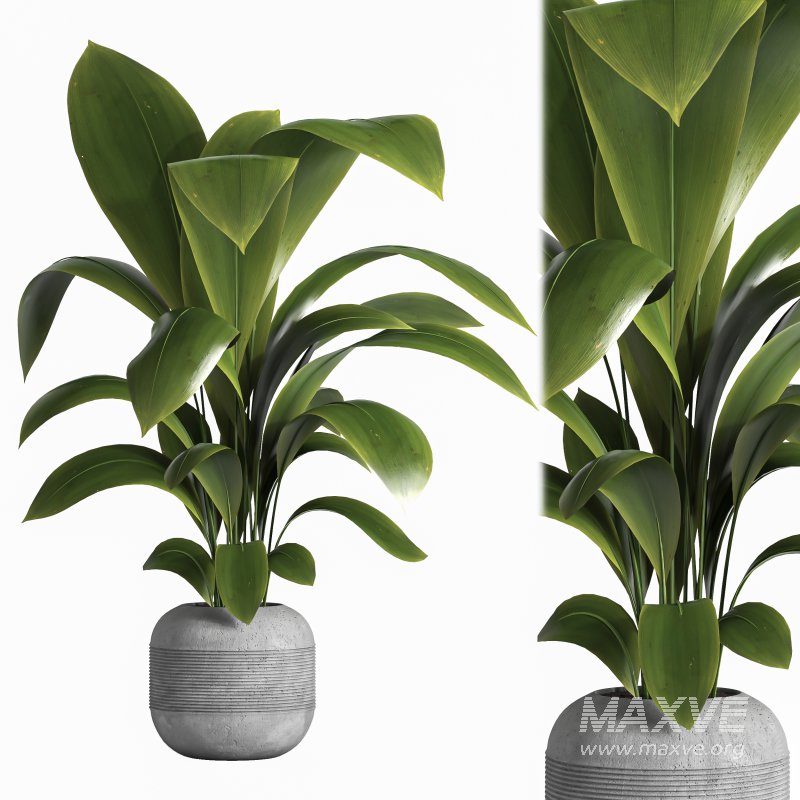 indoor plant 041 - Image 1