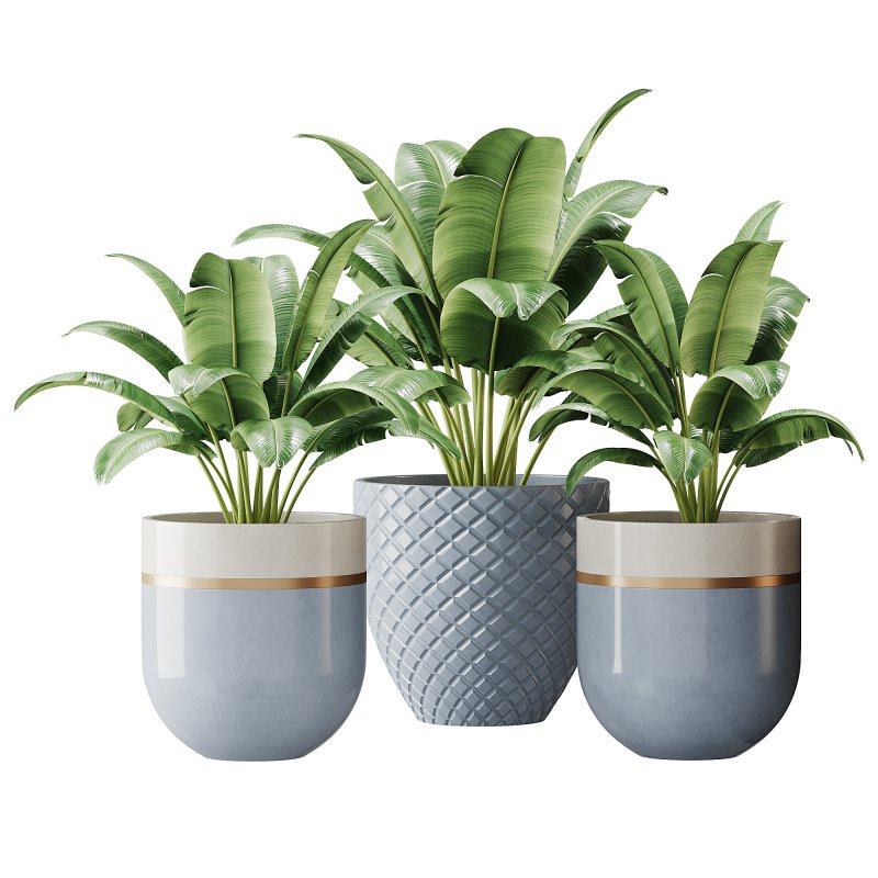 Spathiphyllum wallisii flower - Image 1