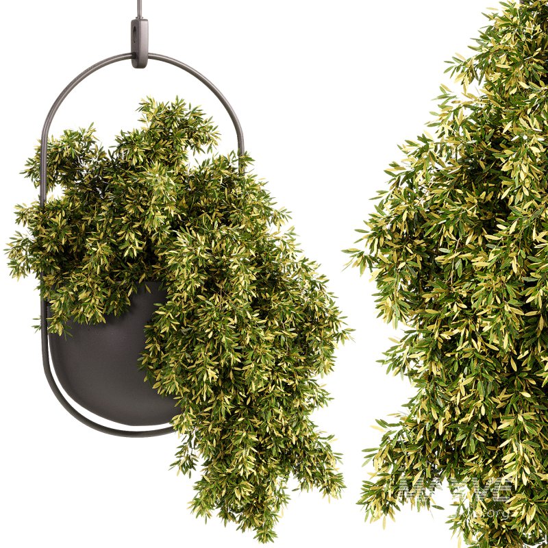 Indoor Plants – 26 Plant in pot - Image 2