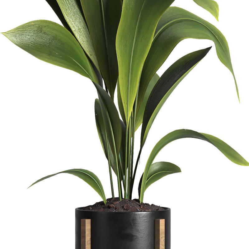 indoor plant 042 - Image 2