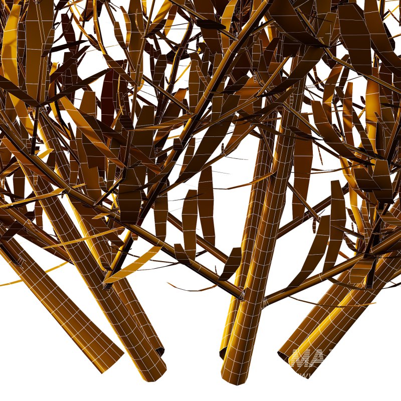 plant bush Lavandula pedunculata 02 - Image 5