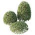 AV Plant Pittosporum Tobira Tenuifolium Shrub Buxus Semperviren Japanese Cheesewood03 - Thumbnail 2