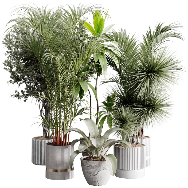 indoor plants 113 – plant collections in pot - Image 3