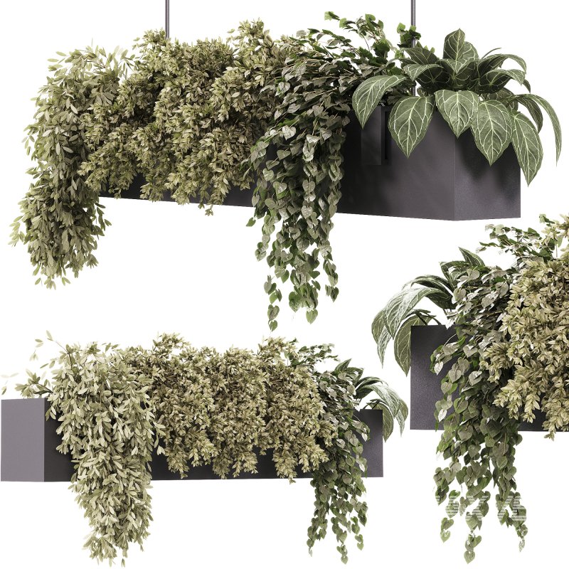 Indoor plants – 35 hanging indoor Plants - Image 6