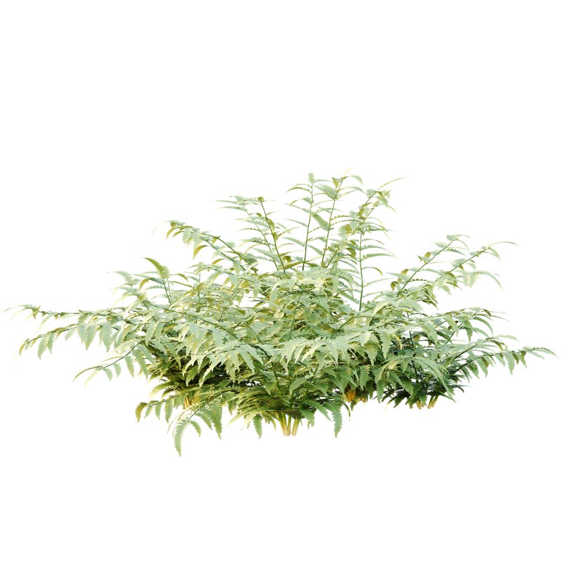 Macrothelypteris torresiana Fern bush 03 - Image 5