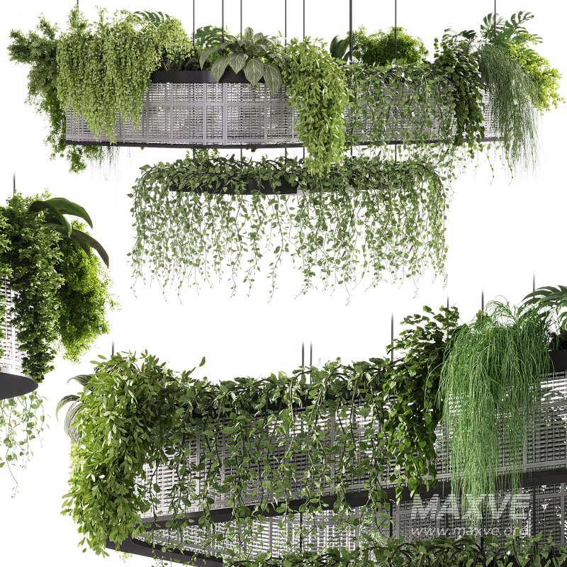 indoor plants – 62 Hanging indoor plant - Image 2