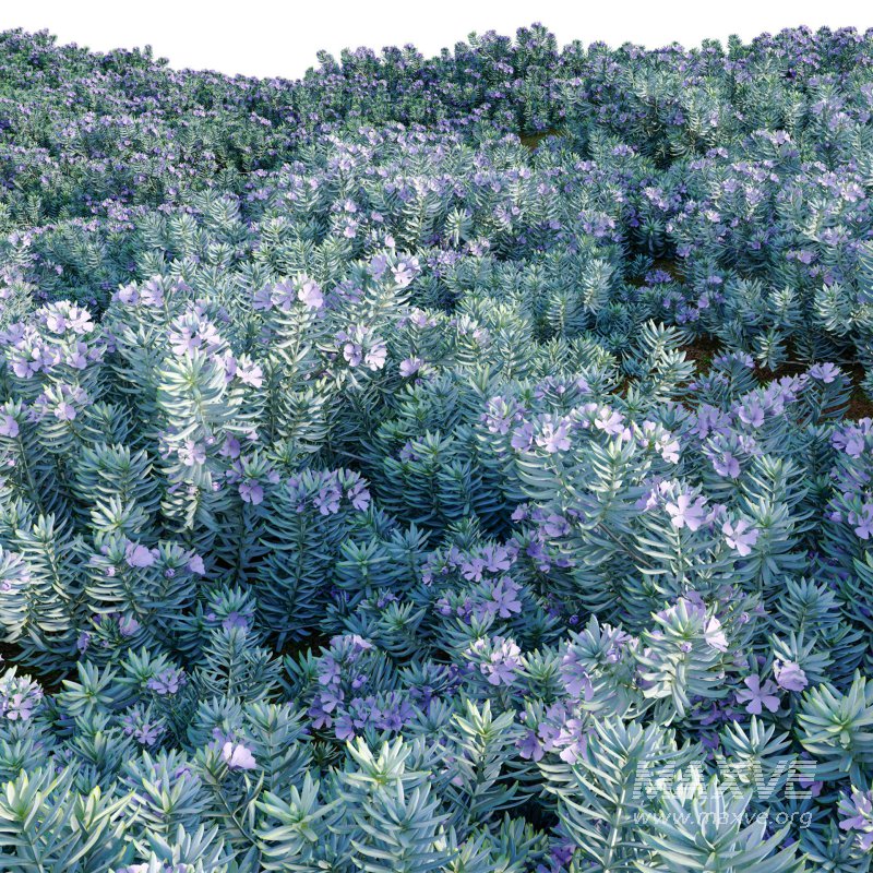 Westringia fruticosa – Coast Rosemary 02 - Image 4