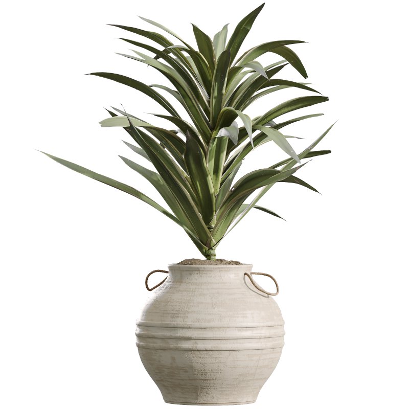 AV Indoor Plants Set 253 Monstera Drupifera Warneckii Schefflera Rhapis Excelsa - Image 4