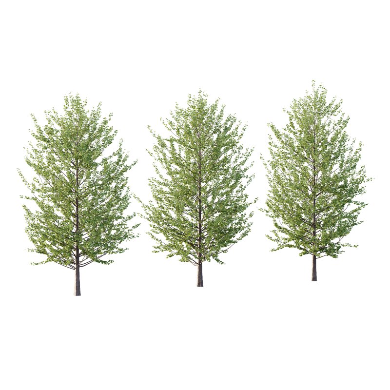 Maidenhair Ginkgo Biloba Tree 07 - Image 3