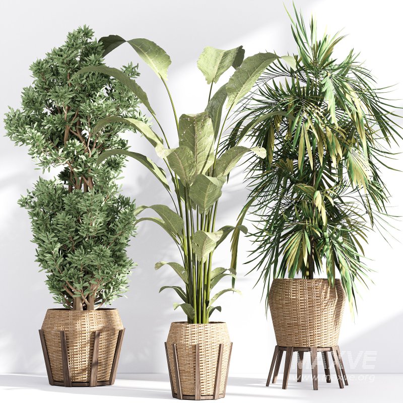 Indoor collection plants set 03 - Image 1