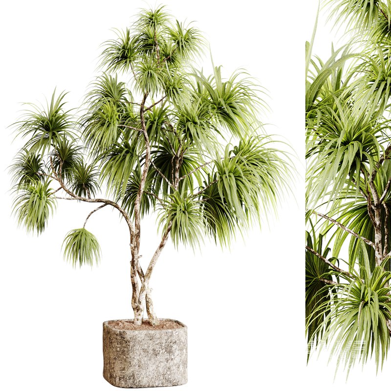 Indoor plants 99 – Plant in pot - Image 3