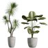 AV Indoor Plants Set 268 Licuala Palm and Yucca Aloifolia Rostrata and Mission Olive - Thumbnail 4