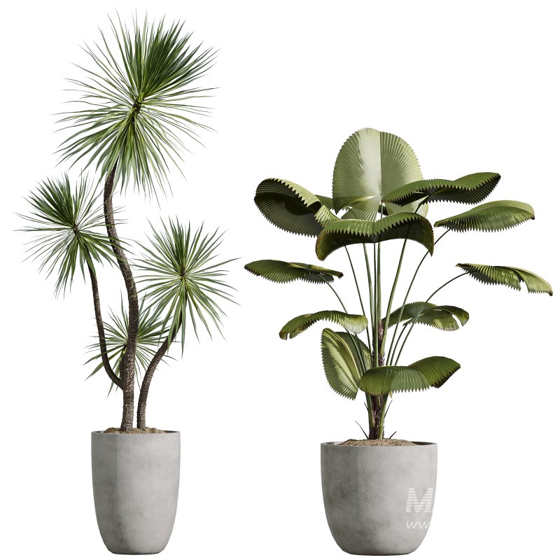 AV Indoor Plants Set 268 Licuala Palm and Yucca Aloifolia Rostrata and Mission Olive - Image 4