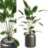 Indoor Plants – 28 Plant in pot - Thumbnail 1