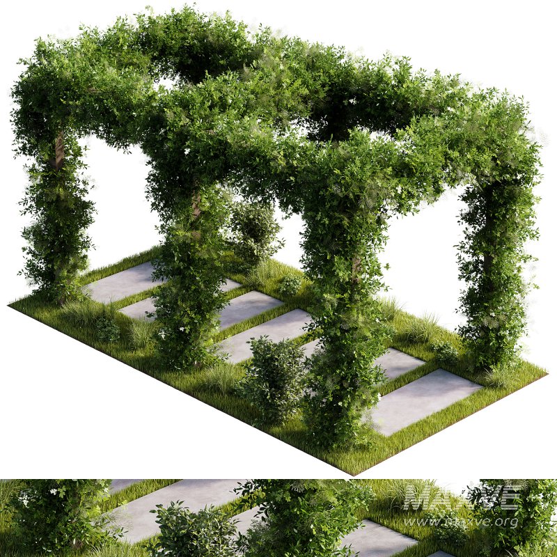 OutDoor plants – 4 Pergola plants set - Image 6