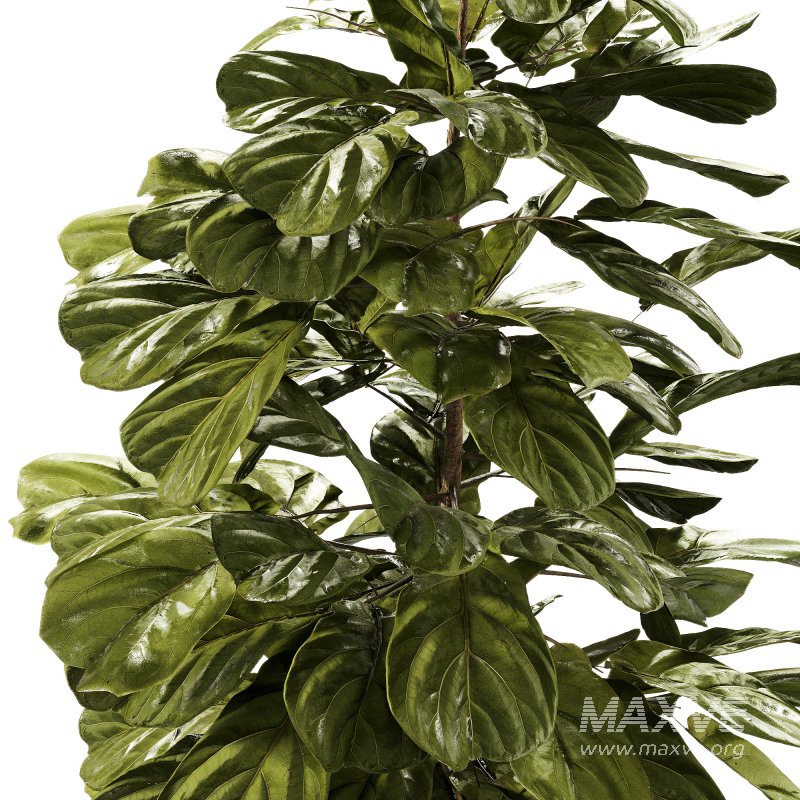 Indoor Plants – 27 Plant in pot - Image 2