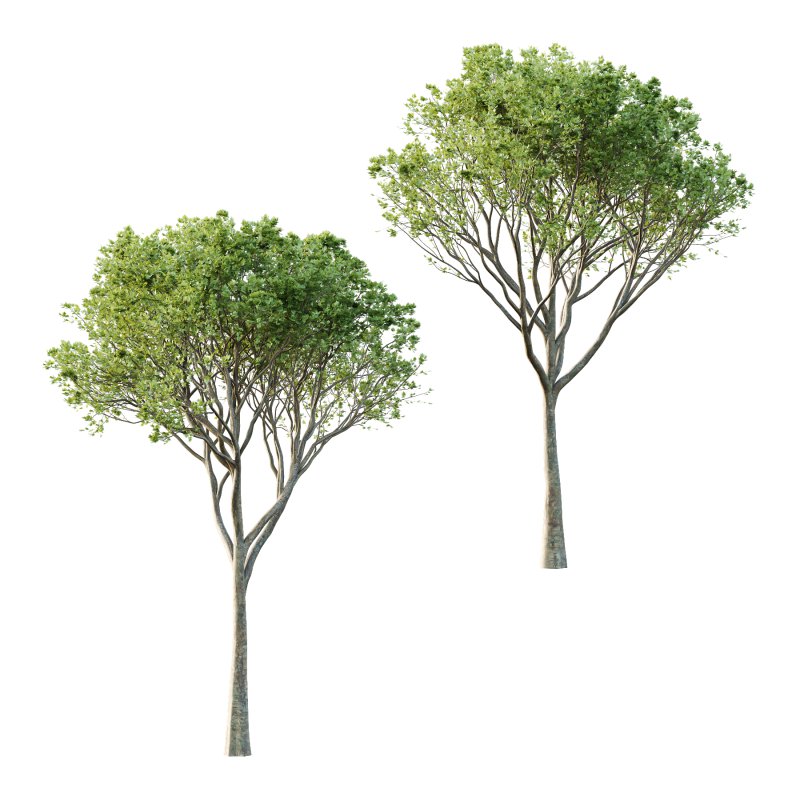 Acer Pseudoplatanus spring trees 07 - Image 4