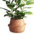 Indoor Plant Ficus with a basket pot - Thumbnail 1