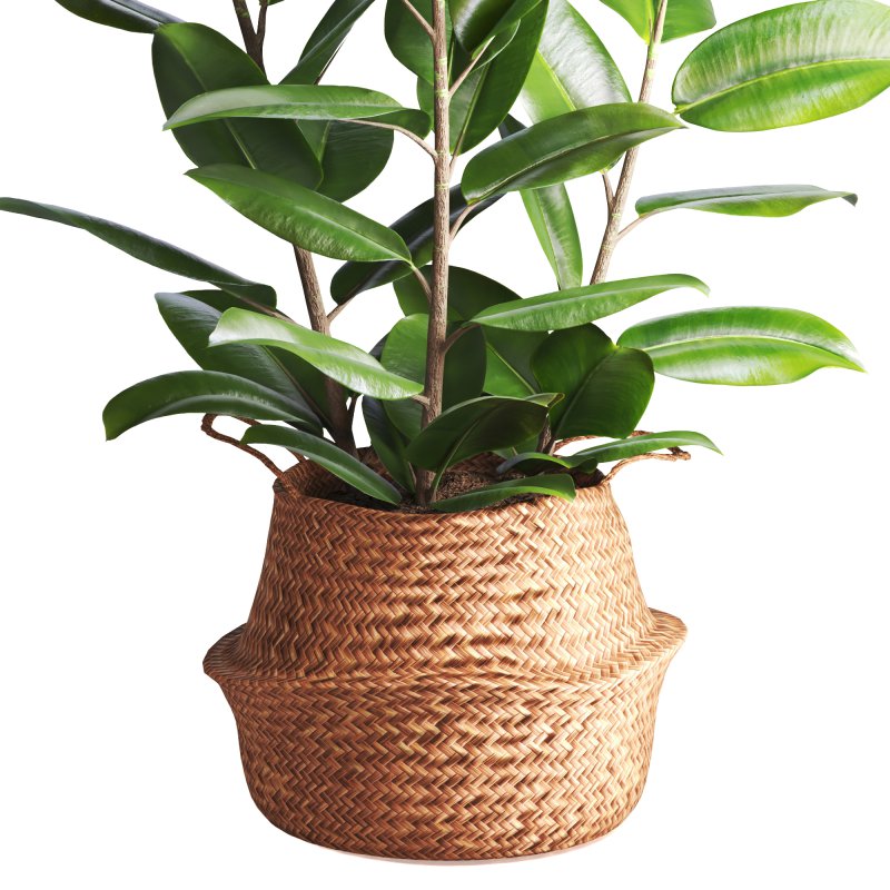 Indoor Plant Ficus with a basket pot - Image 1