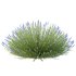 plant bush Flower Lavandula pedunculata 01 - Thumbnail 3