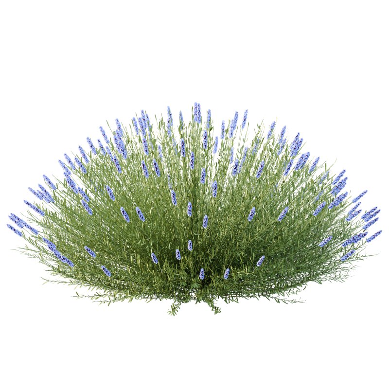 plant bush Flower Lavandula pedunculata 01 - Image 3
