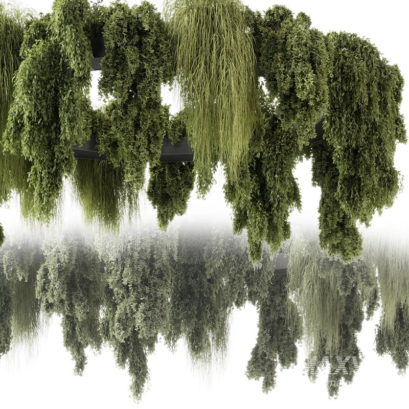 indoor plants 116 – Hanging indoor plant - Image 4