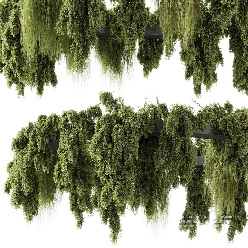 indoor plants 116 – Hanging indoor plant - Image 7