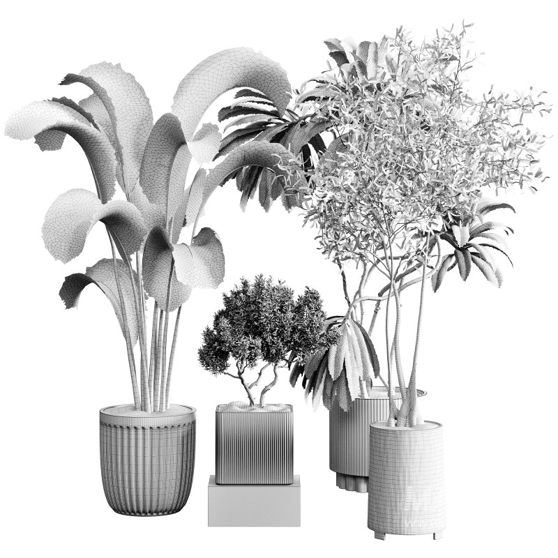 indoor plants 121 – plant collections in pot - Image 1