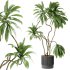 Indoor plants 115 – Plant in pot - Thumbnail 3