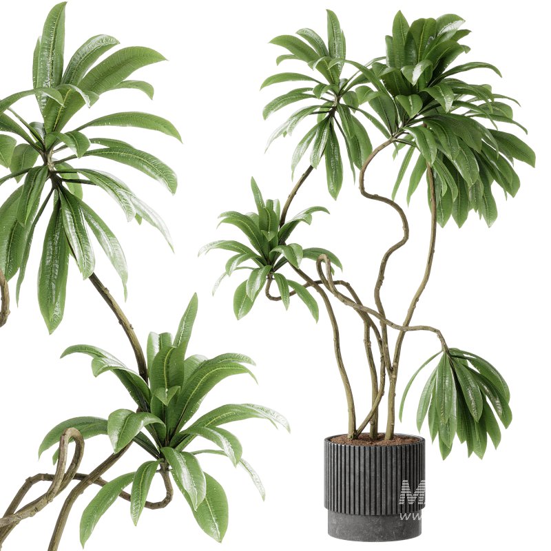 Indoor plants 115 – Plant in pot - Image 3
