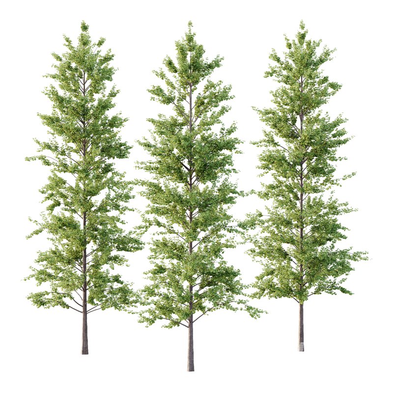 Maidenhair Ginkgo Biloba Tree 10 - Image 1