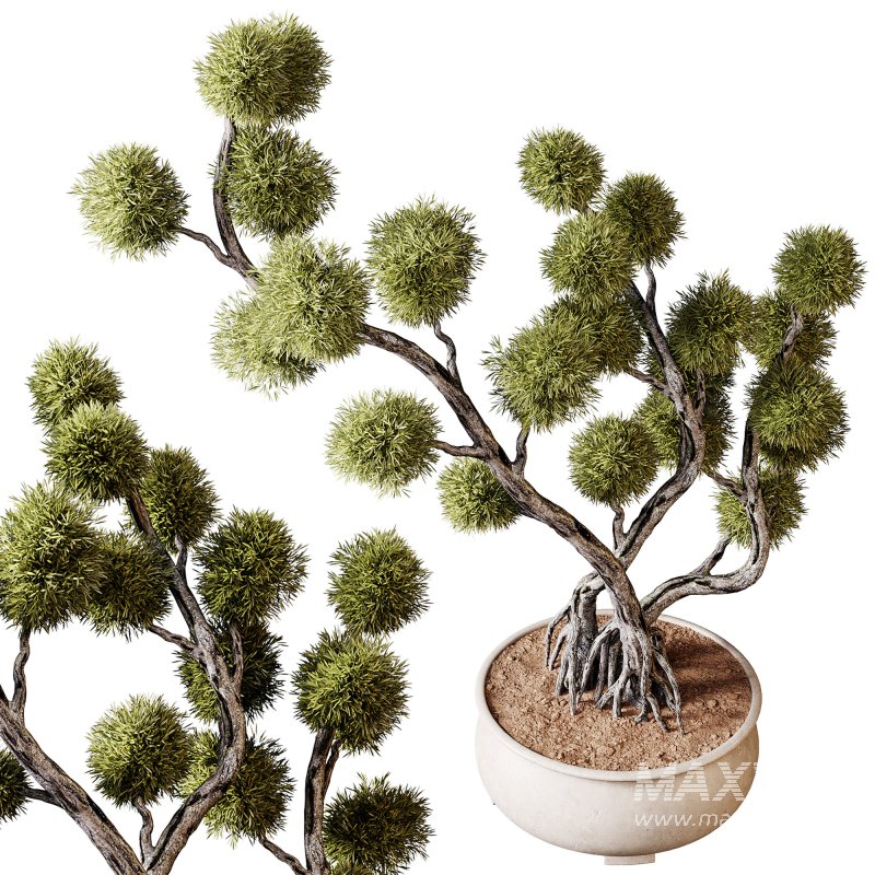 Indoor plants 74 – Bonsai Plant in pot - Image 4