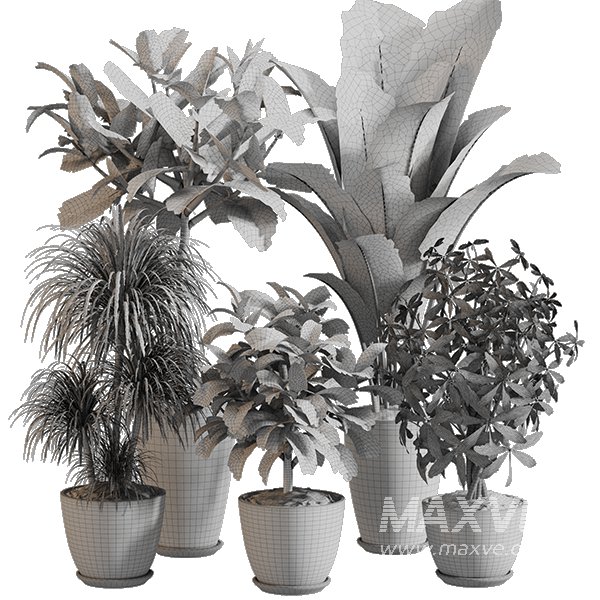 Indoor Plant Set 0155 - Image 5