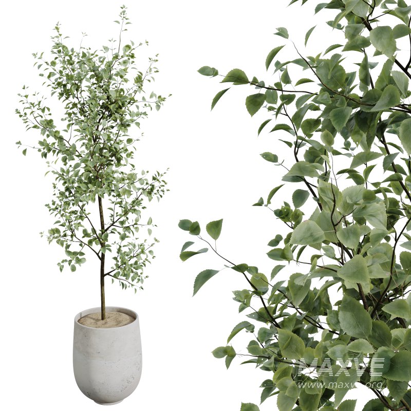 AV Indoor Plants Set 272 Beech Olea Europaea Olive Eucalyptus and Japandi Ficus Dracaena Marginata and Ficus Robusta and Yucca Aloifolia - Image 2