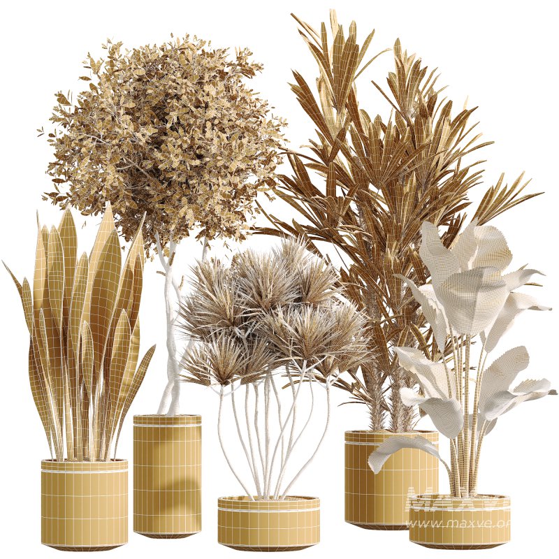 AV Indoor Plants Set 254 Sansevieria Olive Yucca Excelsa Palm Paradise Bird - Image 6