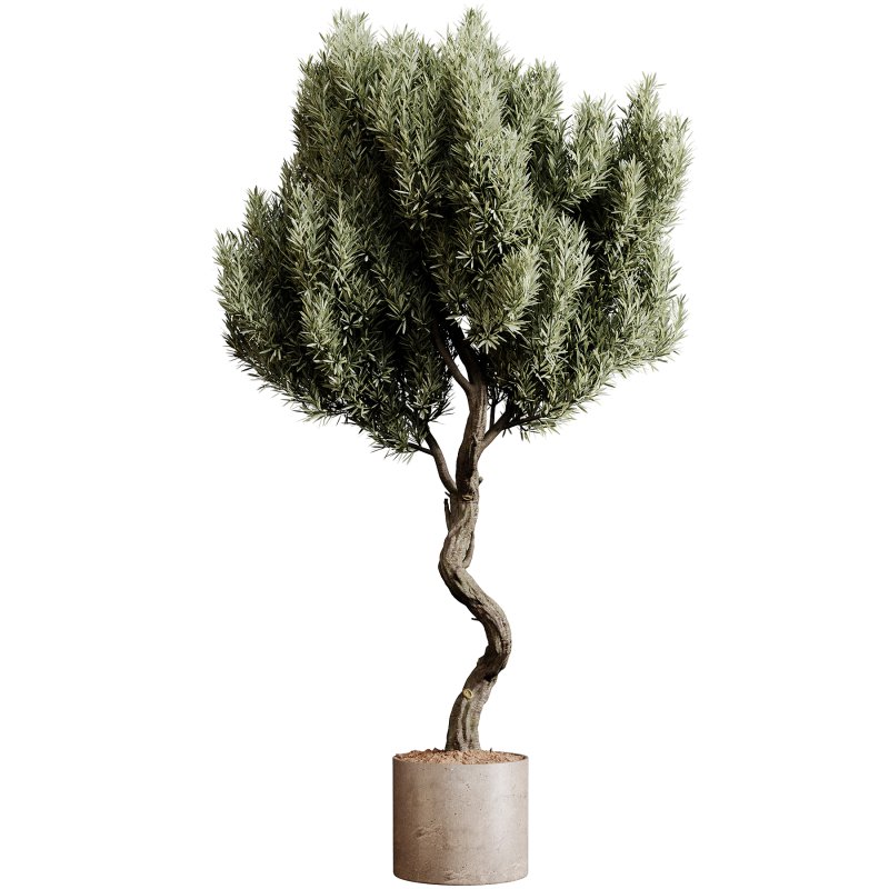 Indoor plants 79 – Plant in pot - Image 1